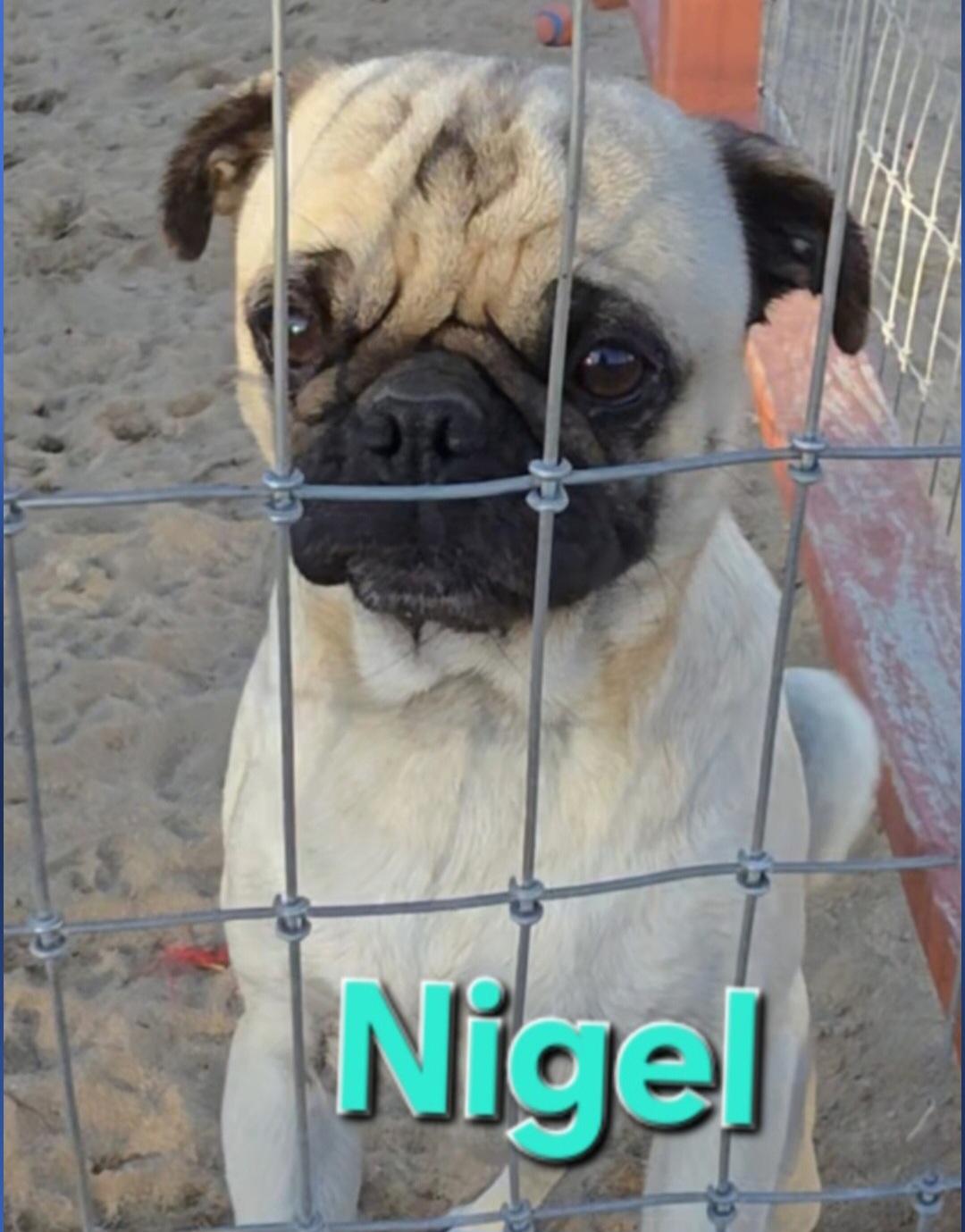 Nigel , ADOPTABLE, Young Male Pug.