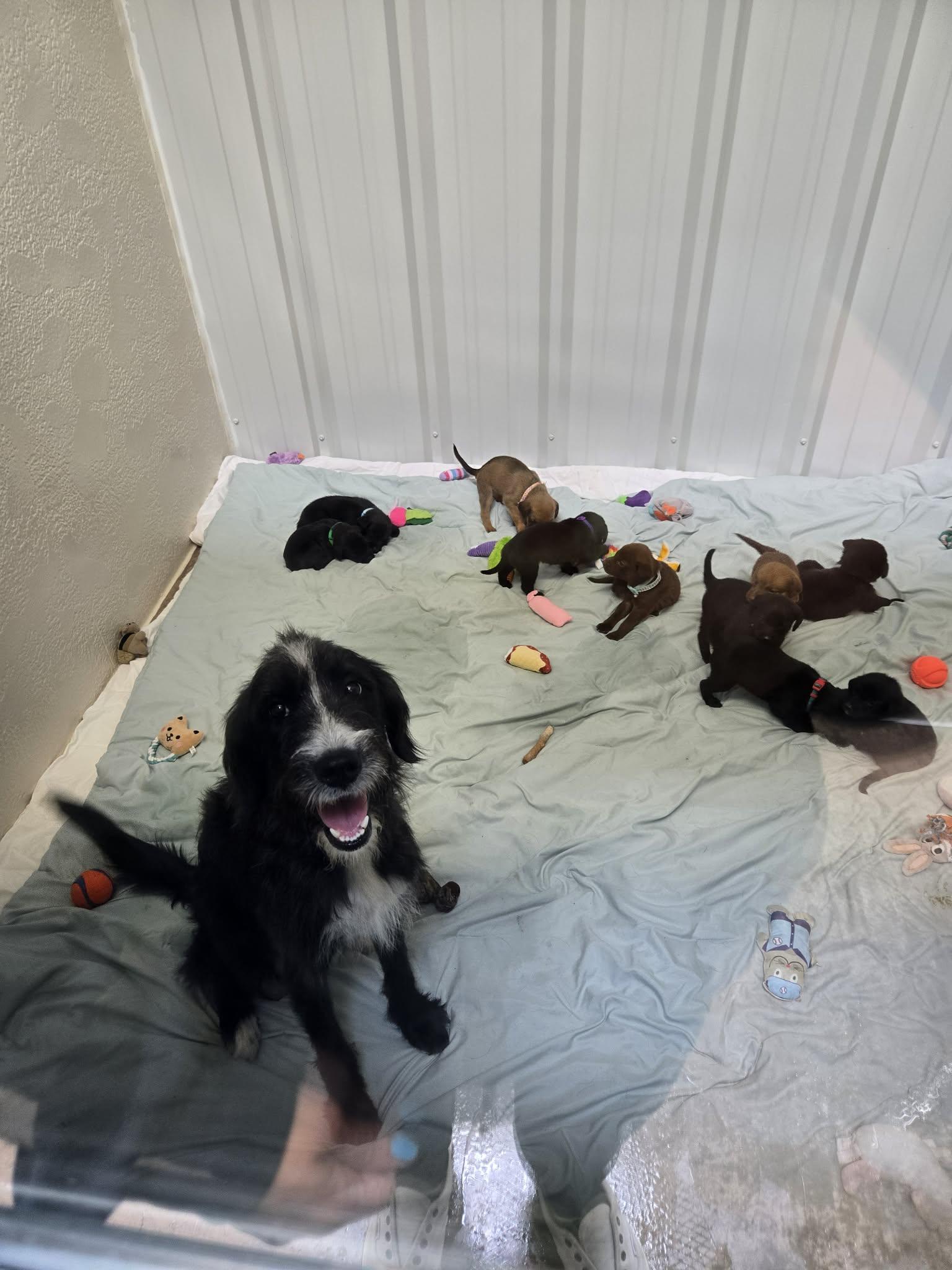Russo and puppies, ADOPTABLE, Puppy Female Border Terrier.