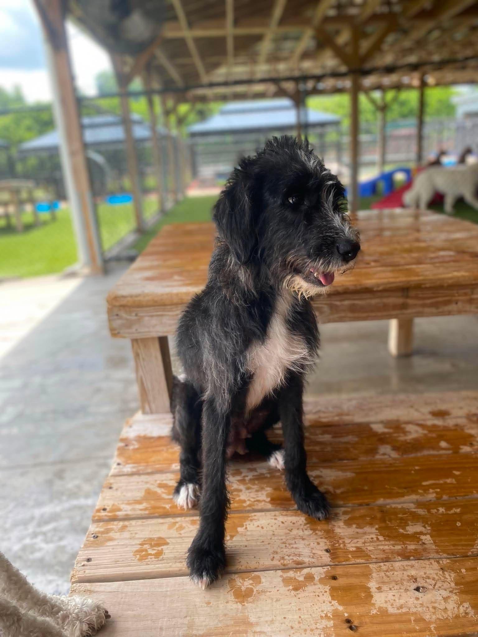 Enlarge Russo, a ADOPTABLE mixed breed in Richmond, KY image 2/6