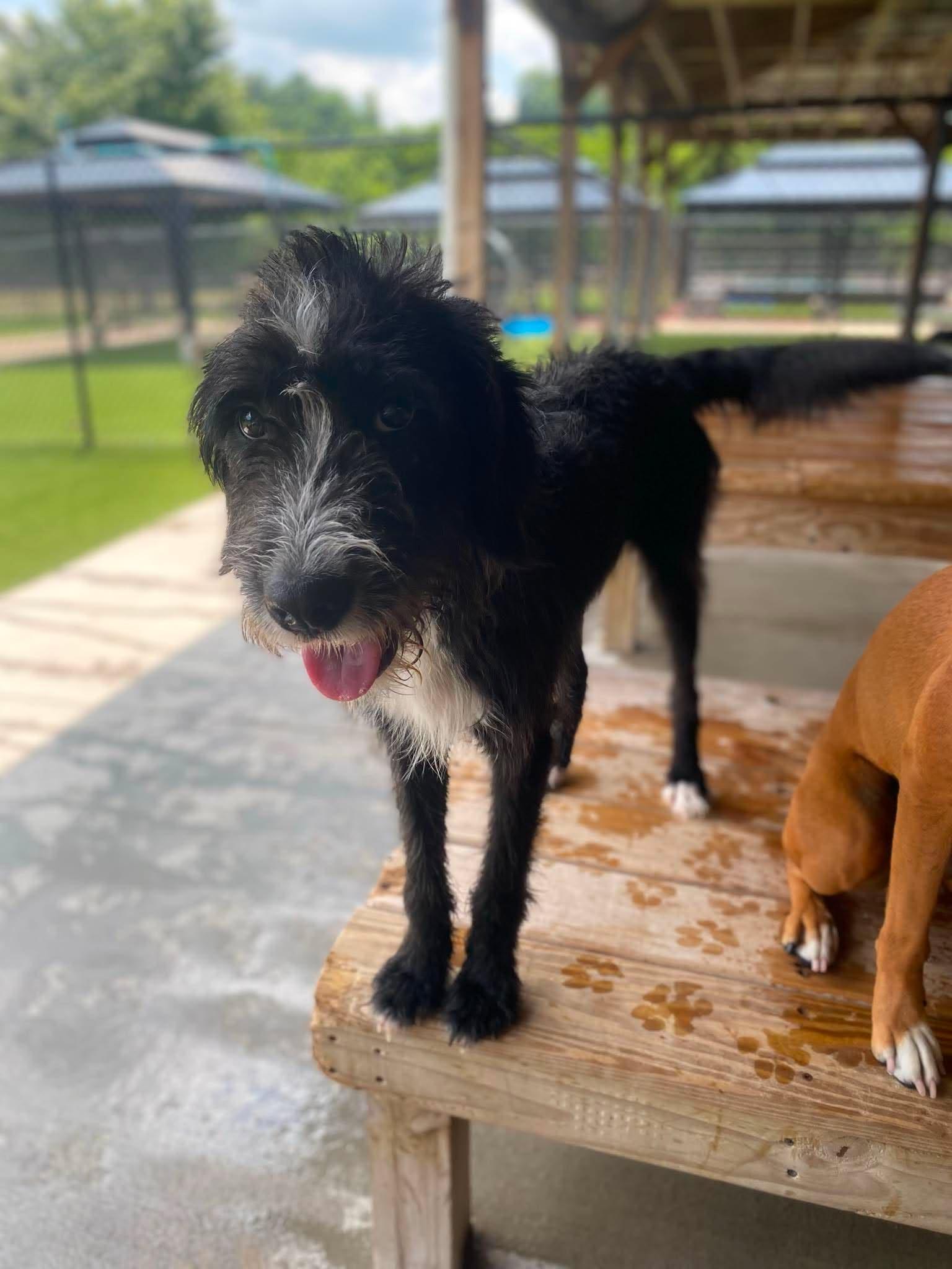 Enlarge Russo, a ADOPTABLE mixed breed in Richmond, KY image 5/6
