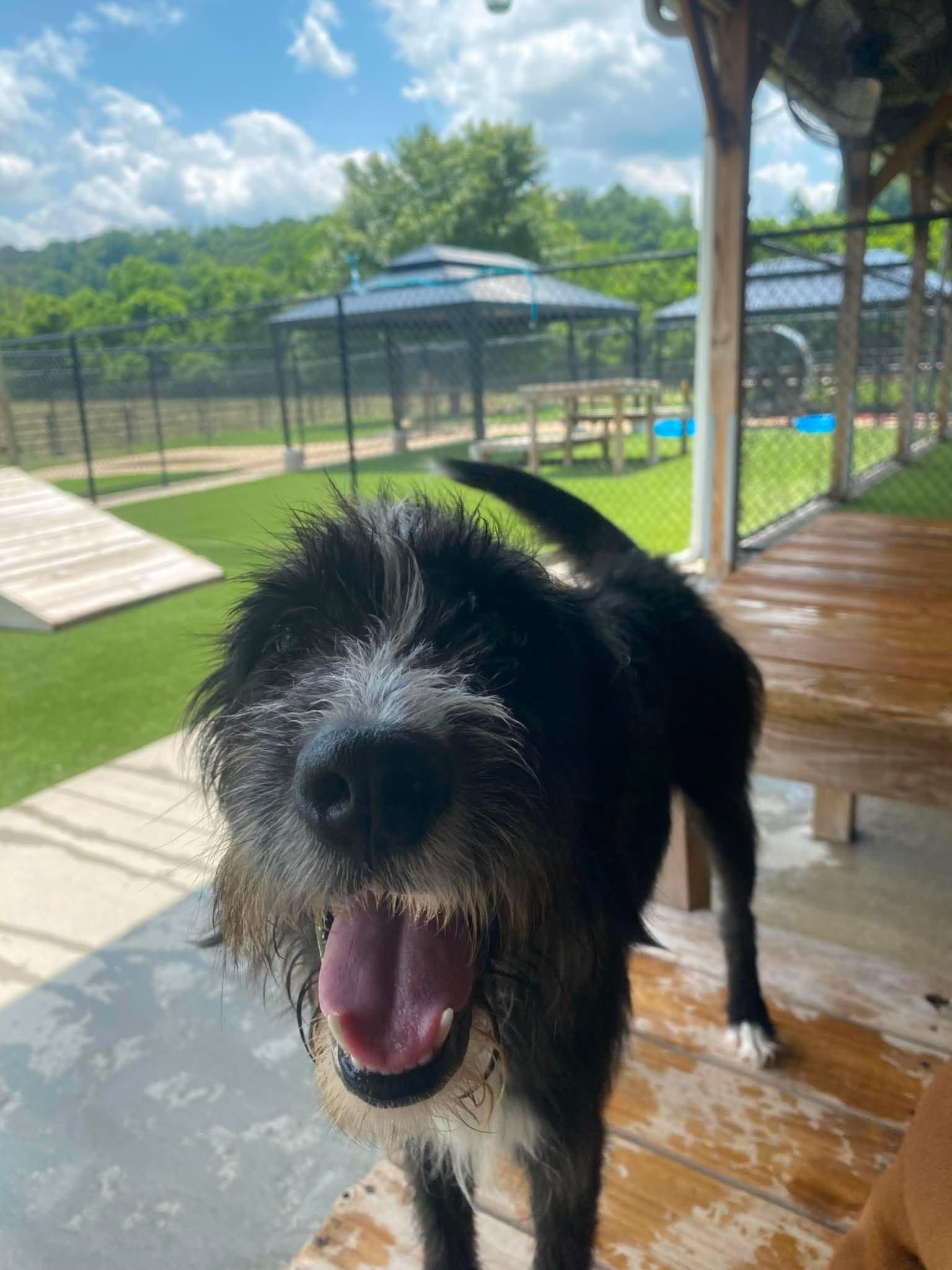 Enlarge Russo, a ADOPTABLE mixed breed in Richmond, KY image 4/6
