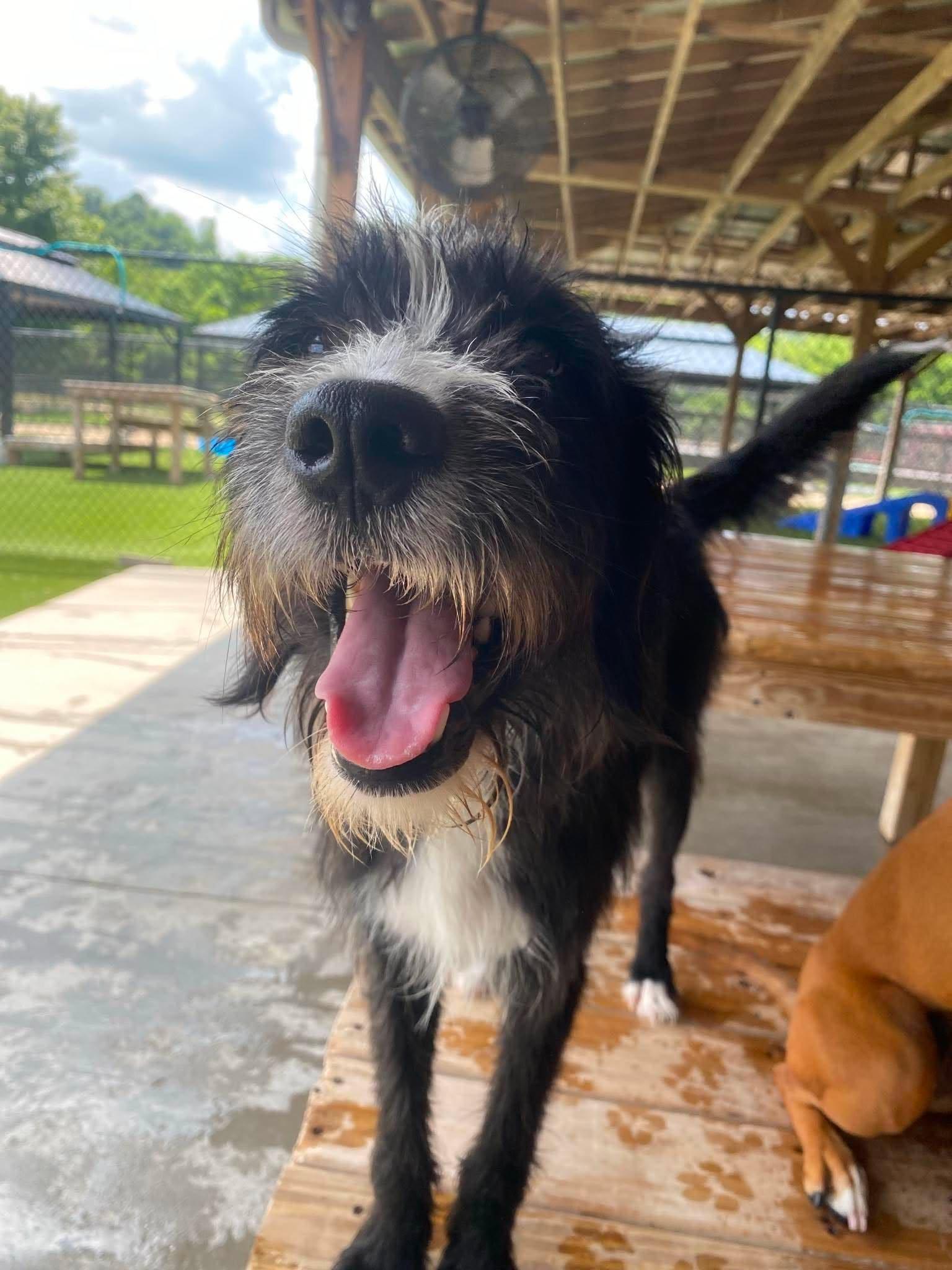 Russo, ADOPTABLE, Adult Female Poodle.