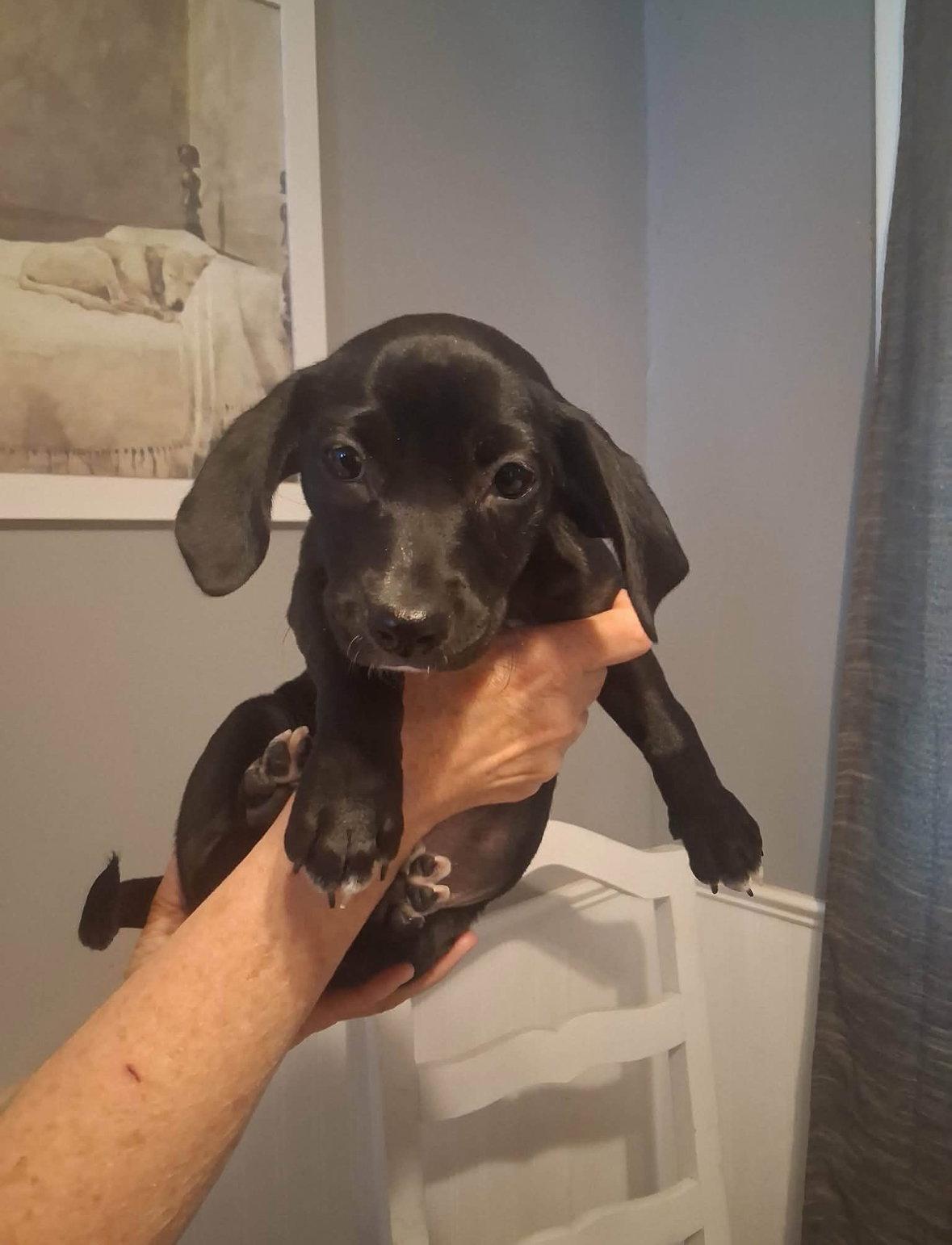 Enlarge Georgia, a Adoptable mixed breed in Grafton, WI image 2/3