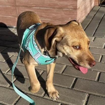 36 (2026) Maple, Adoptable, Puppy Female Shepherd.