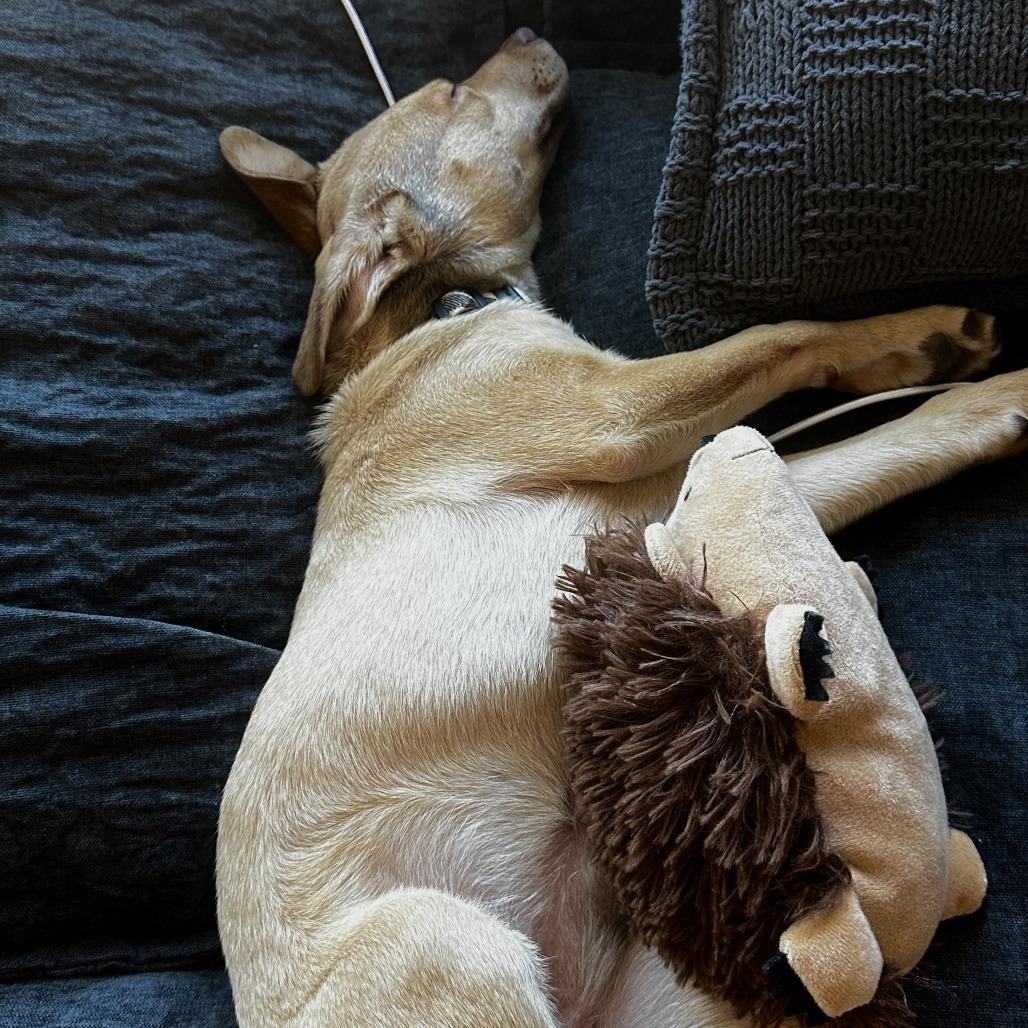 Enlarge 36 (2026) Maple, a Adoptable Shepherd in Parker, CO image 2/5