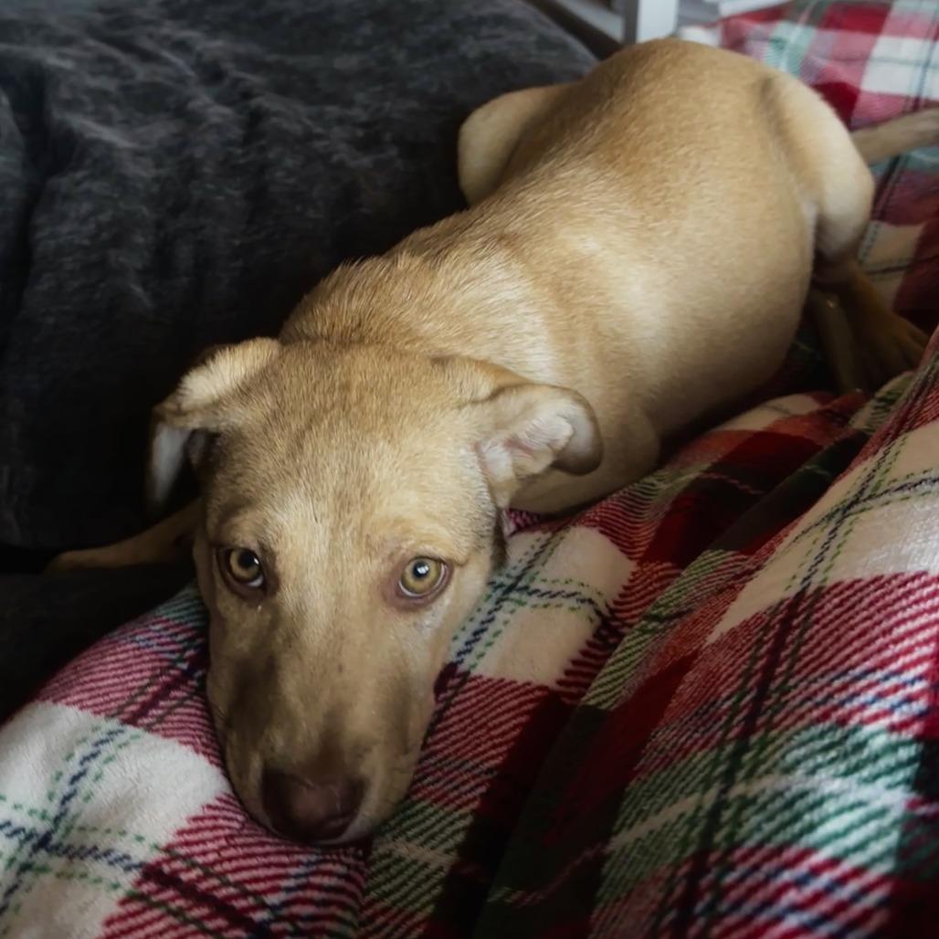 Enlarge 36 (2026) Maple, a Adoptable Shepherd in Parker, CO image 3/5