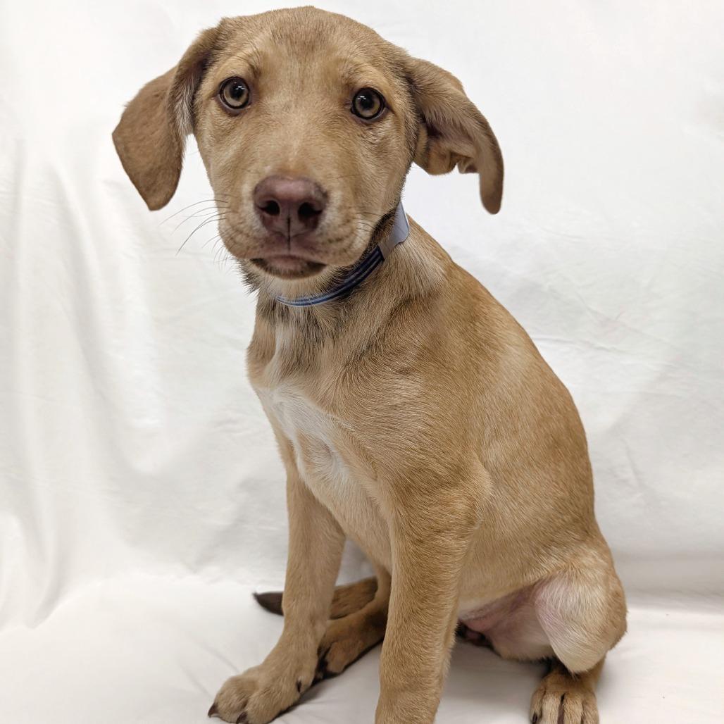 Enlarge 36 (2026) Maple, a Adoptable Shepherd in Parker, CO image 5/5