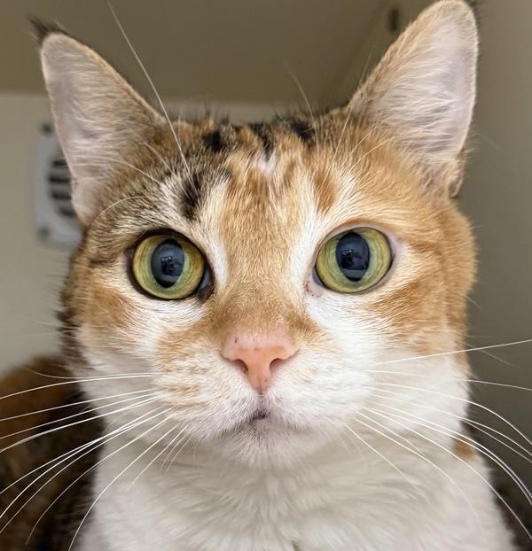 Enlarge Ginger, a Adoptable mixed breed in Silverdale, WA image 1/3