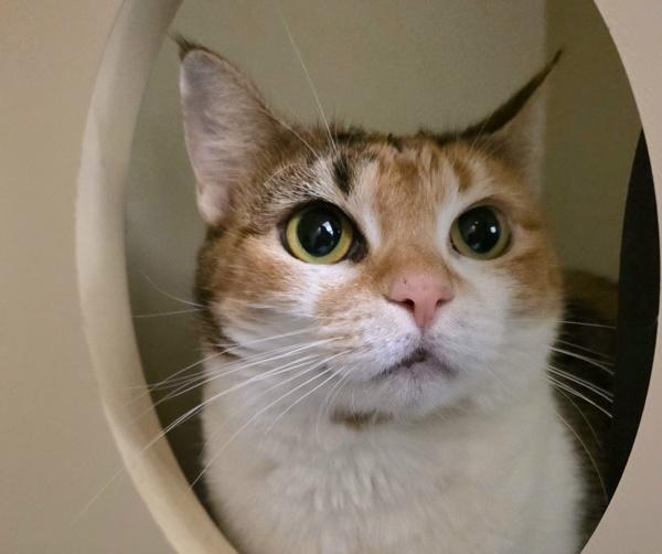 Enlarge Ginger, a Adoptable mixed breed in Silverdale, WA image 3/3