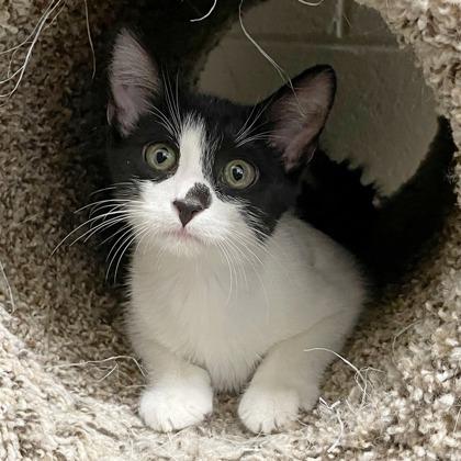 Enlarge Gojo, a Adoptable mixed breed in Wheaton, IL image 1/3