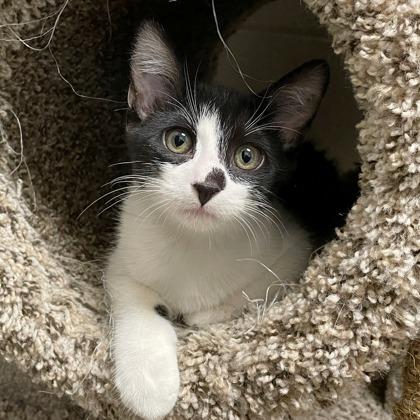 Enlarge Gojo, a Adoptable mixed breed in Wheaton, IL image 1/3