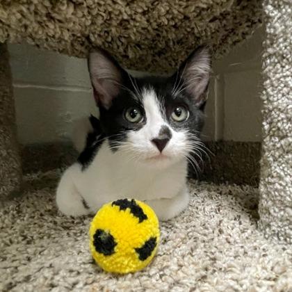 Enlarge Gojo, a Adoptable mixed breed in Wheaton, IL image 2/3