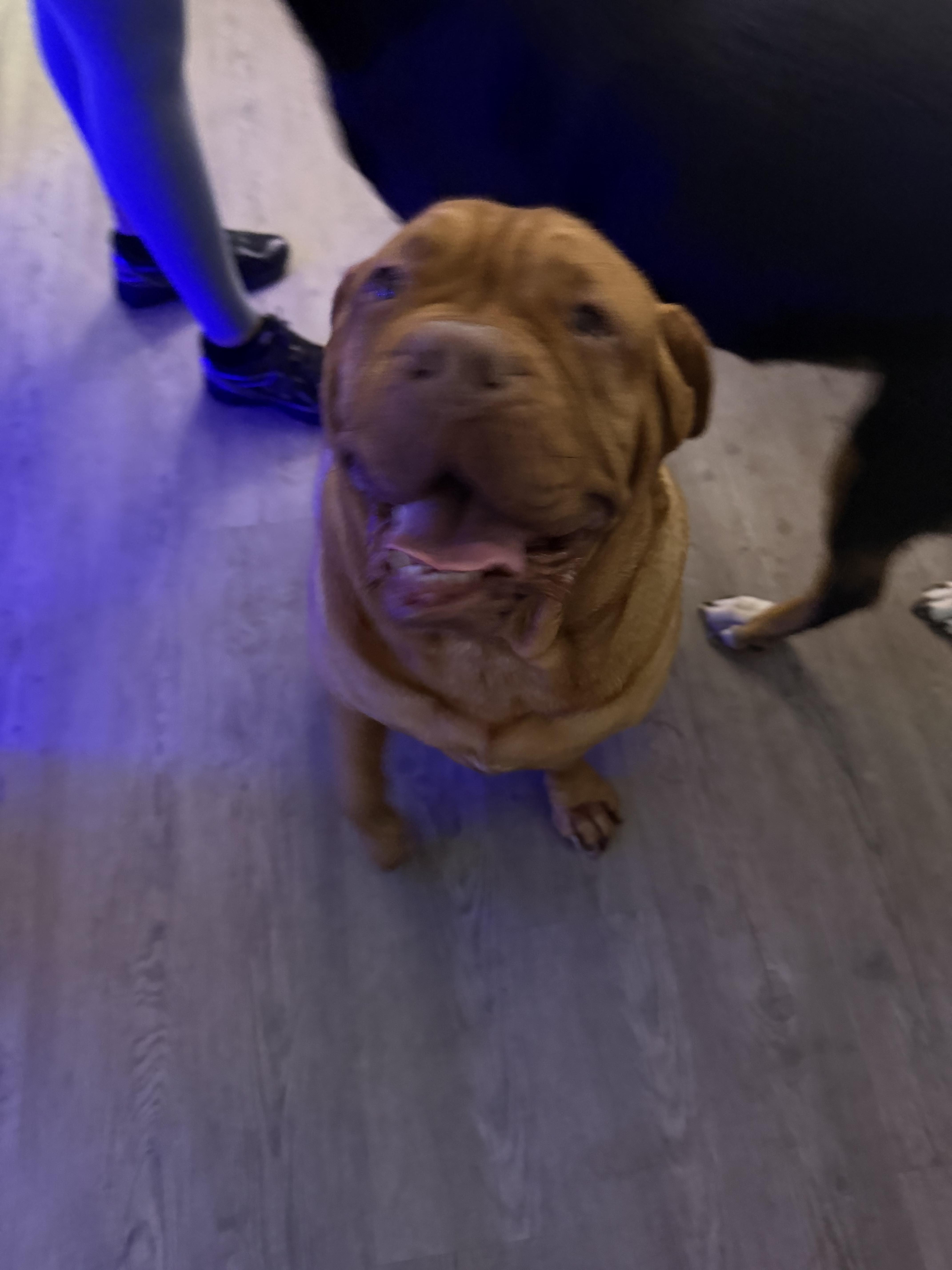 Enlarge Athena (Amina), a Adopted Dogue de Bordeaux in PALM BAY, FL image 1/1