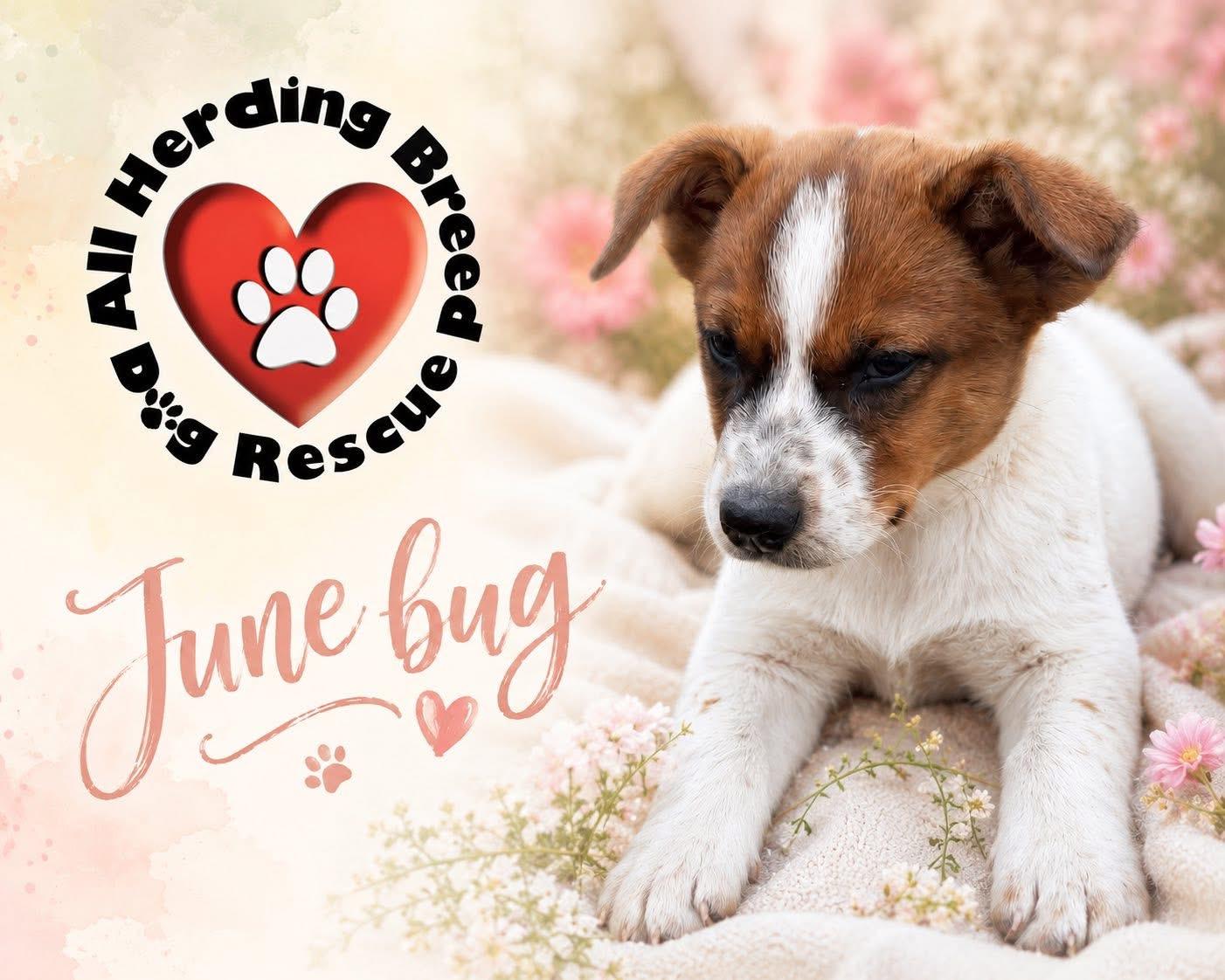 Enlarge June Bug, an adopted mixed breed in Joliet, IL image 1/6