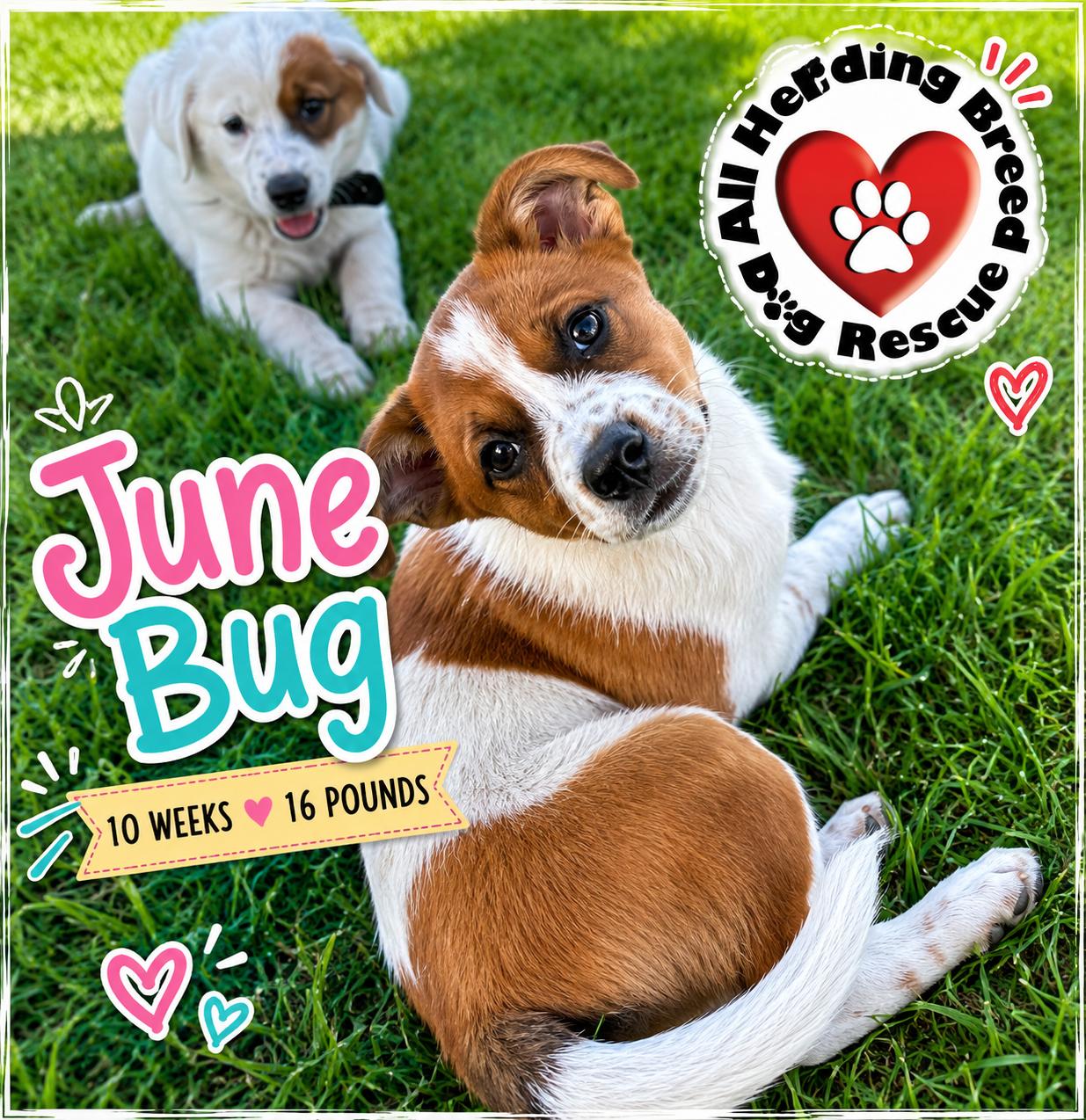 Enlarge June Bug, an adopted mixed breed in Joliet, IL image 6/6