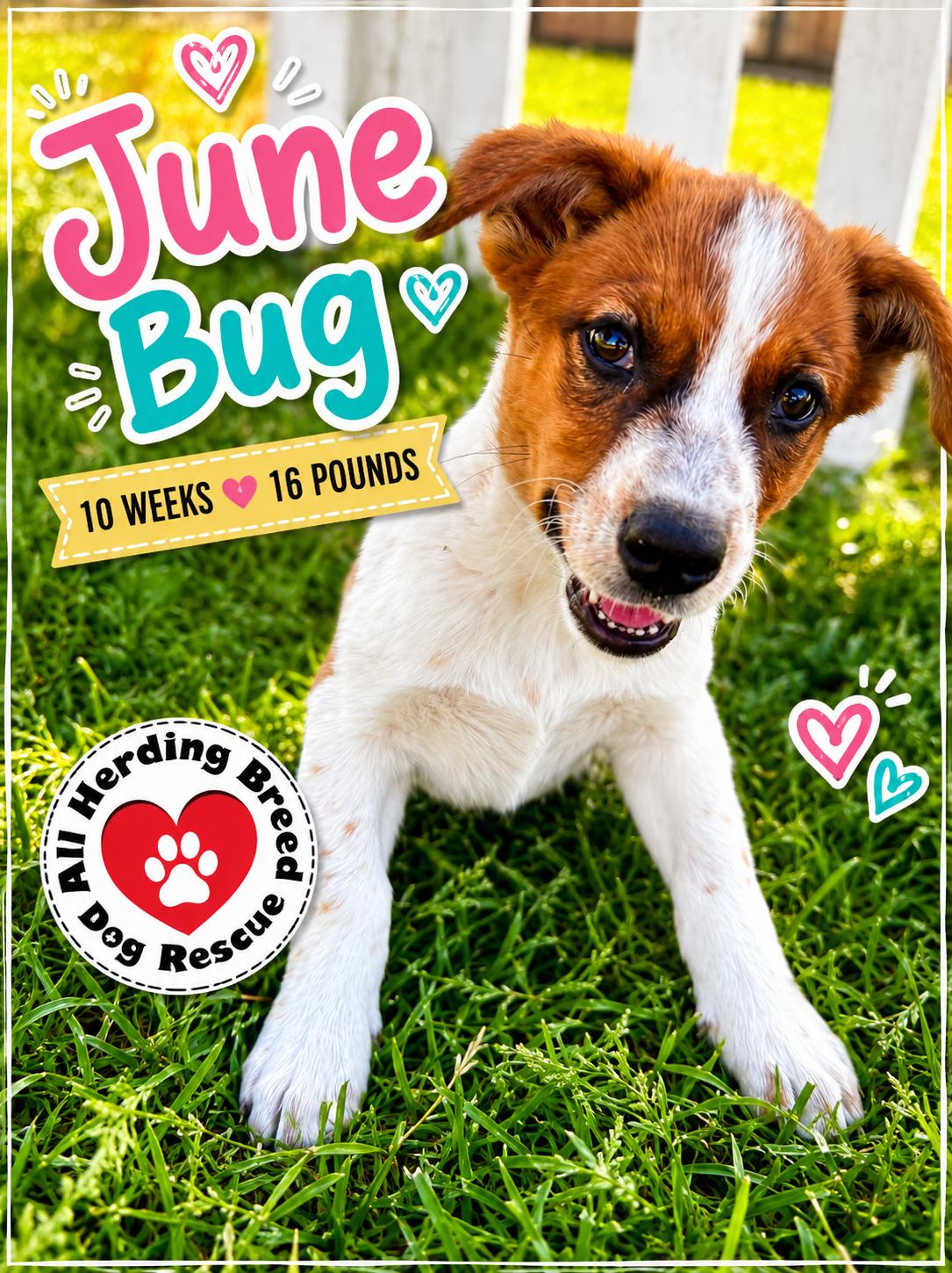 Enlarge June Bug, an adopted mixed breed in Joliet, IL image 5/6