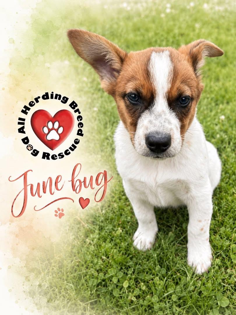 Enlarge June Bug, an adopted mixed breed in Joliet, IL image 3/6
