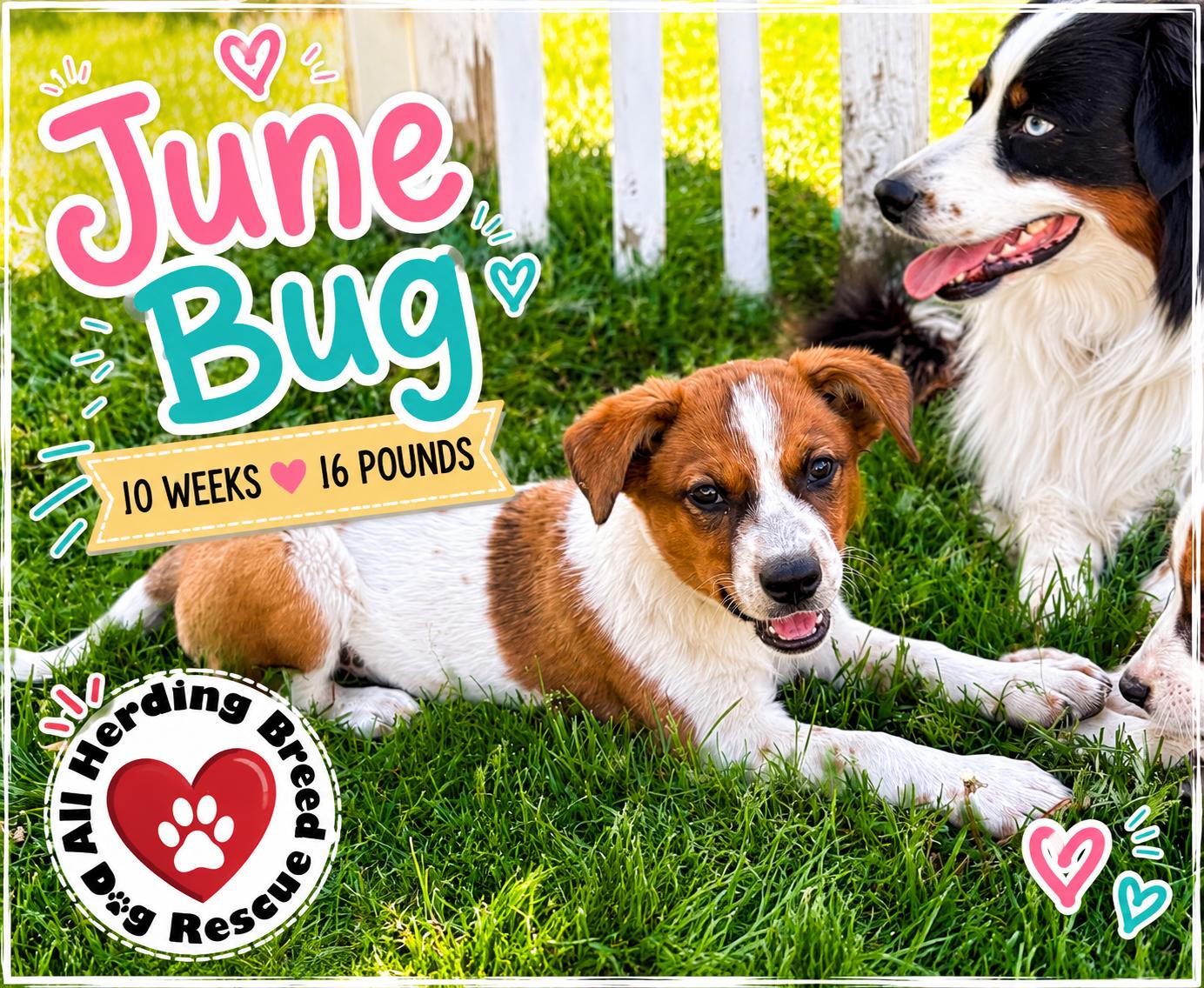 Enlarge June Bug, an adopted mixed breed in Joliet, IL image 2/6