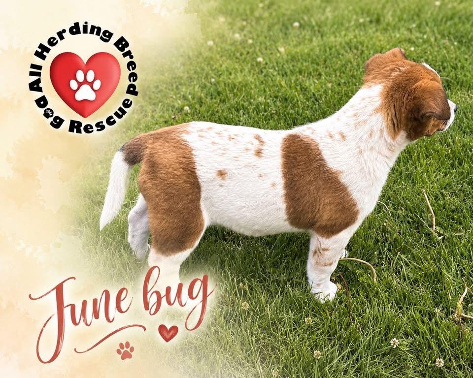 Enlarge June Bug, an adopted mixed breed in Joliet, IL image 4/6