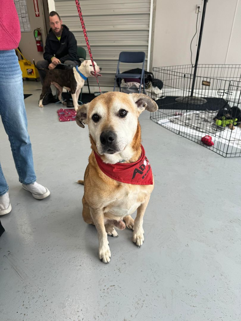 Dog for adoption Cletus Perfect Senior, a Labrador Retriever Mix in Salamanca, NY Petfinder