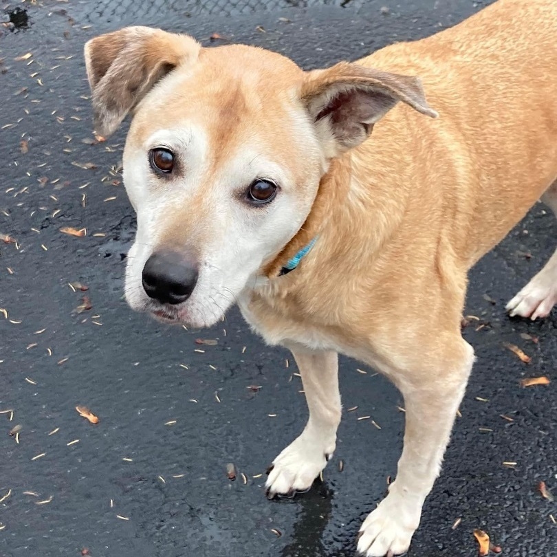 Dog for adoption Cletus Perfect Senior, a Labrador Retriever Mix in Salamanca, NY Petfinder