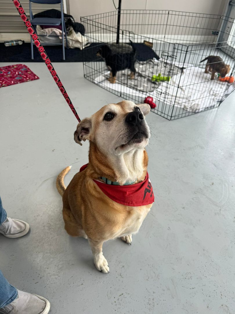 Dog for adoption Cletus Perfect Senior, a Labrador Retriever Mix in Salamanca, NY Petfinder
