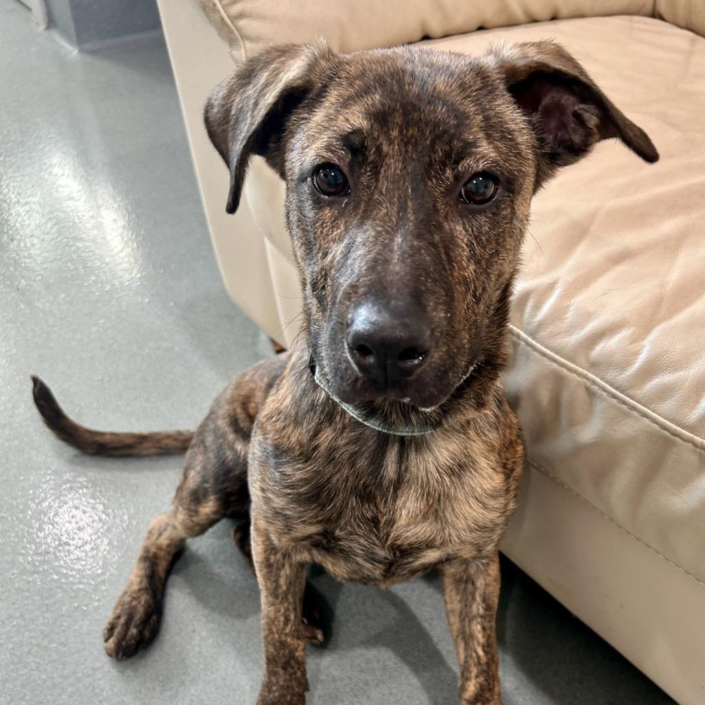 Enlarge Deer Run, a Adoptable mixed breed in Bradenton, FL image 1/2