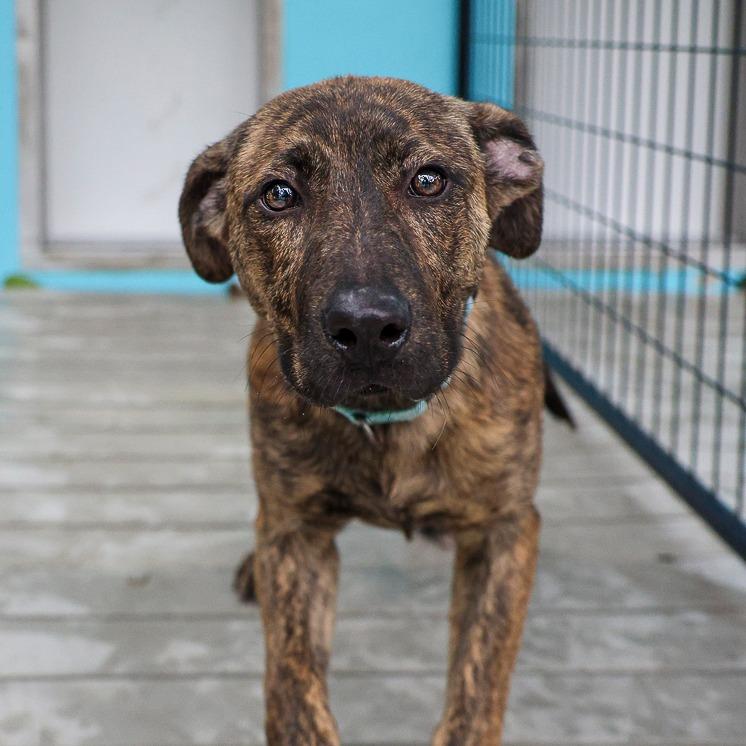 Enlarge Deer Run, a Adoptable mixed breed in Bradenton, FL image 2/2