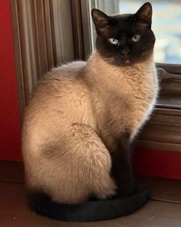 Enlarge MACKEREL , an adopted Siamese in Mequon, WI image 1/4
