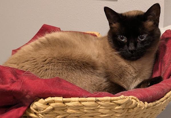 Enlarge MACKEREL , an adopted Siamese in Mequon, WI image 4/4