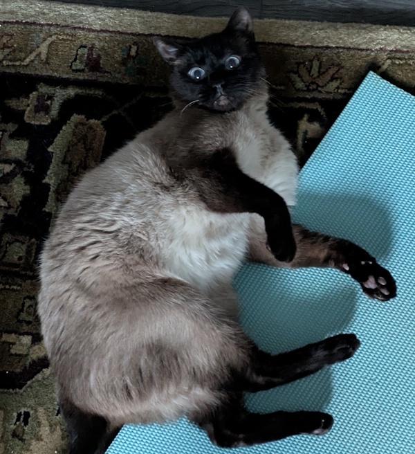 Enlarge MACKEREL , an adopted Siamese in Mequon, WI image 3/4