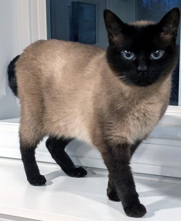 Enlarge MACKEREL , an adopted Siamese in Mequon, WI image 2/4