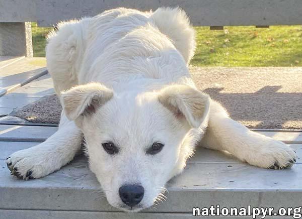 Enlarge Hector in OH - Super Playful & Loves Toys!, an adopted mixed breed in Springfield, OH image 2/4