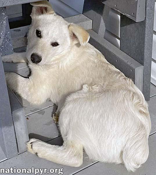 Enlarge Hector in OH - Super Playful & Loves Toys!, an adopted mixed breed in Springfield, OH image 3/4