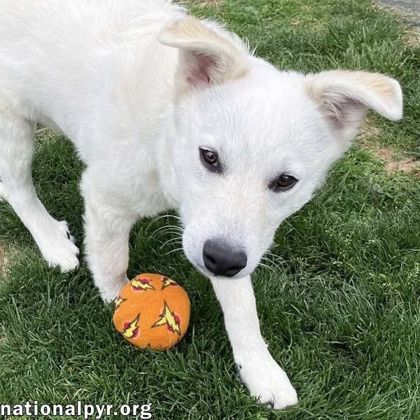 Hector in OH - Super Playful & Loves Toys!, adopted, Puppy Male Great Pyrenees & Cattle Dog.