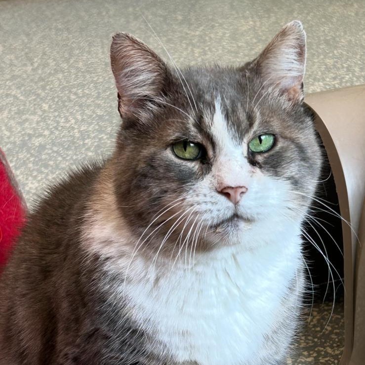 Enlarge Allen, a other Domestic Short Hair in North Haven, CT image 1/3