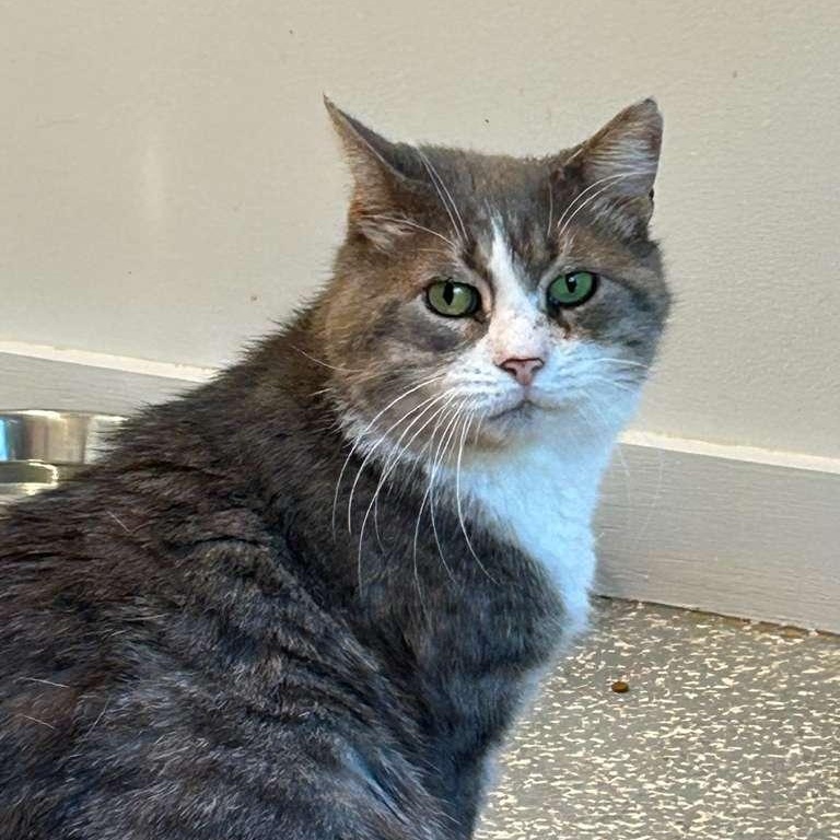 Enlarge Allen, a other Domestic Short Hair in North Haven, CT image 2/3