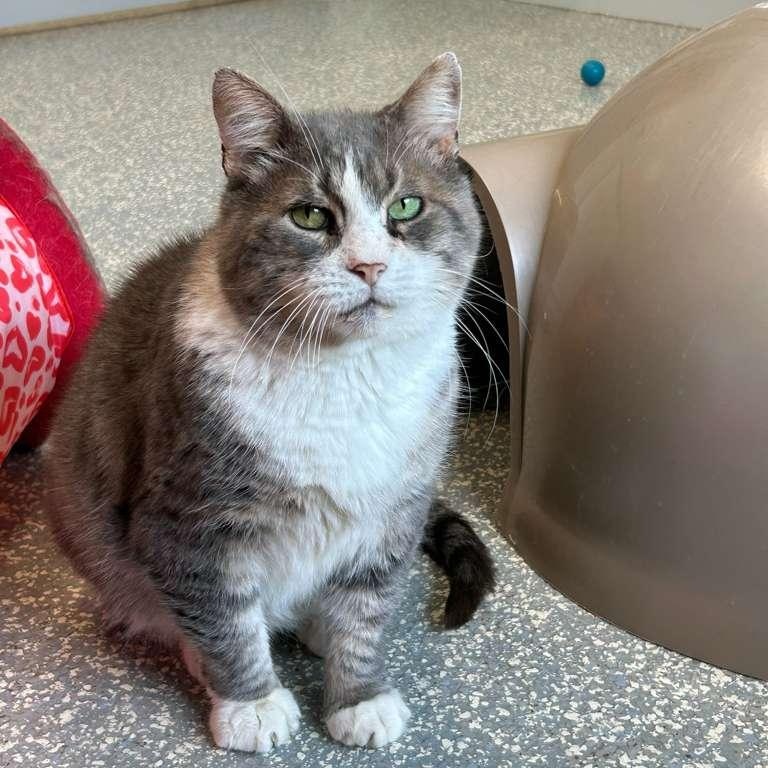 Enlarge Allen, a other Domestic Short Hair in North Haven, CT image 3/3