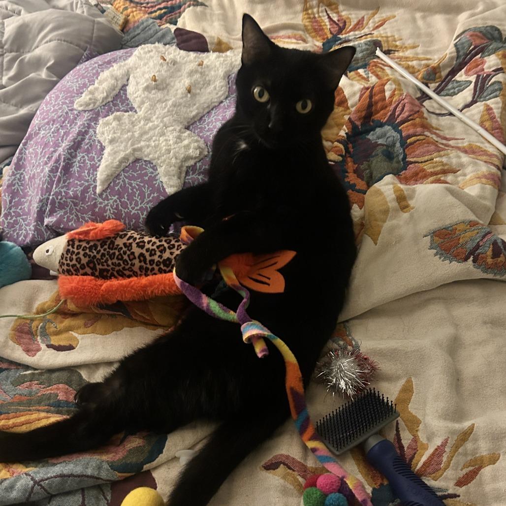 Frances, Adoptable, Young Female Domestic Short Hair.