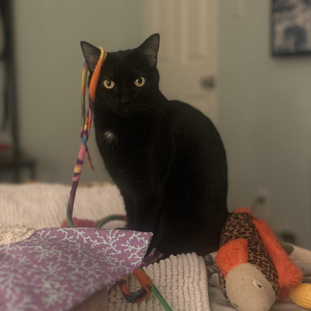 Enlarge Frances, a Adoptable Domestic Short Hair in Tempe, AZ image 1/3