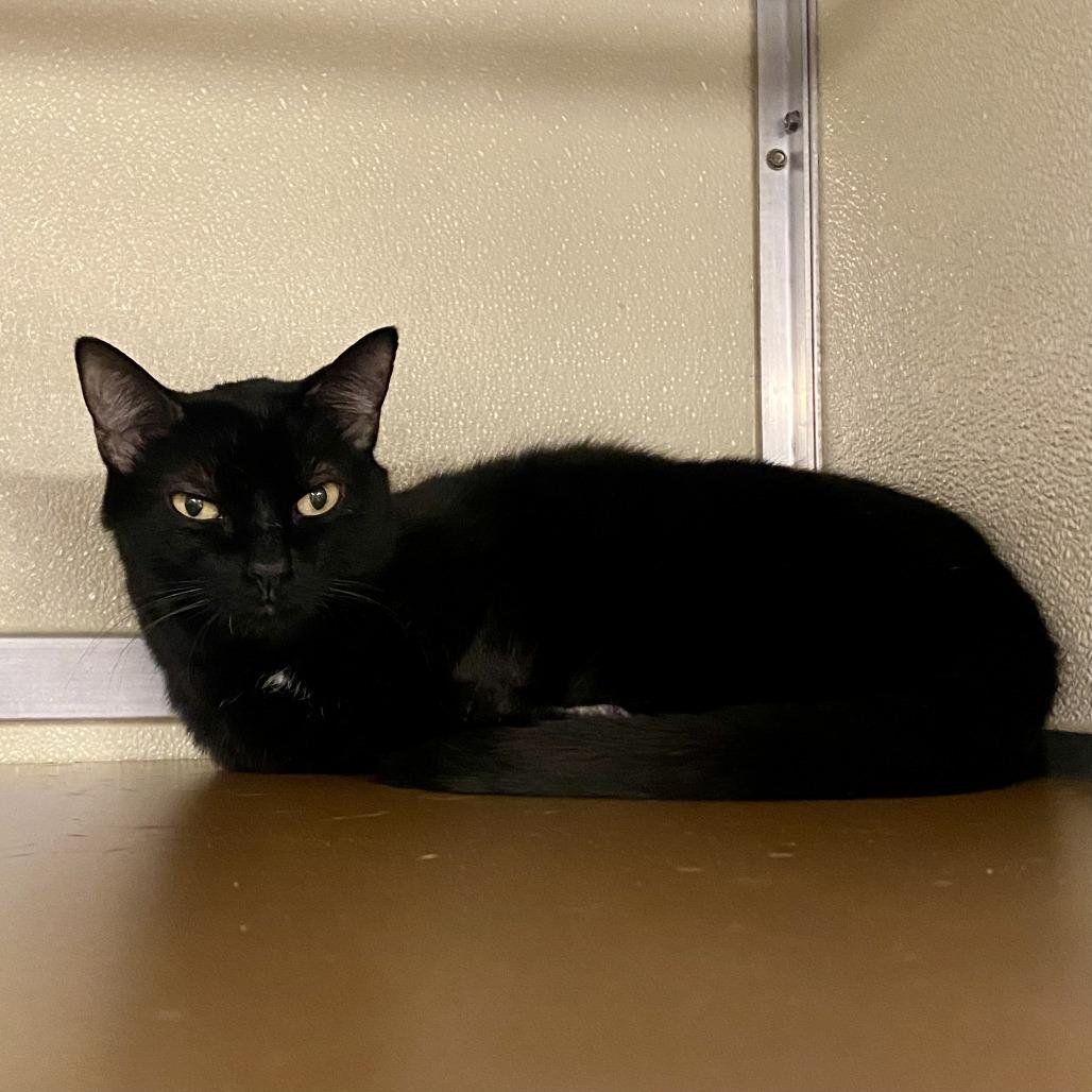 Enlarge Frances, a Adoptable Domestic Short Hair in Tempe, AZ image 2/3