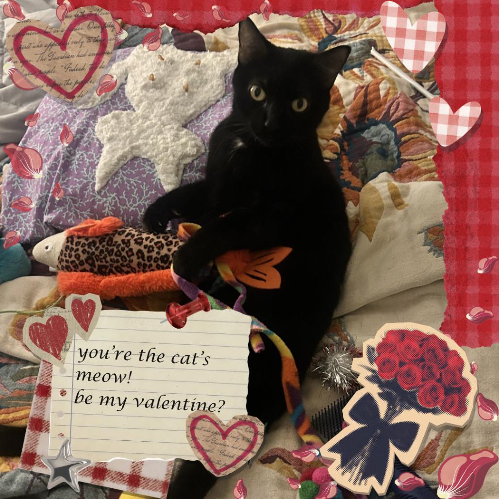 Enlarge Frances, a Adoptable Domestic Short Hair in Tempe, AZ image 3/3