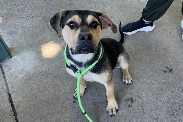 Bean, a Adoptable mixed breed in Walnut Creek, CA image 1/3