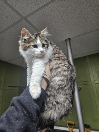 Enlarge Rogue, a Adoptable mixed breed in Berwick, PA image 1/1