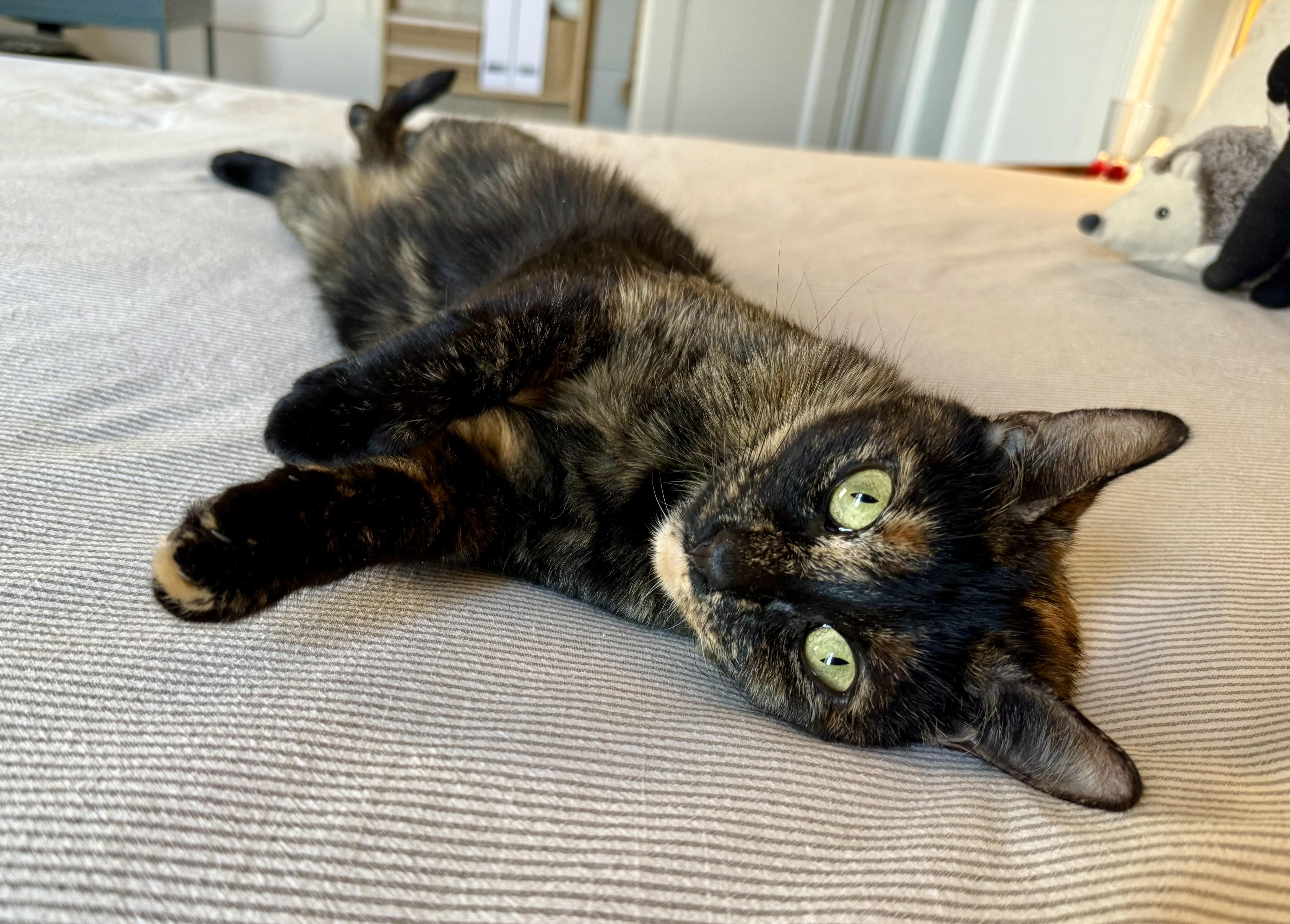 Daly, Adoptable, Adult Female Domestic Short Hair.