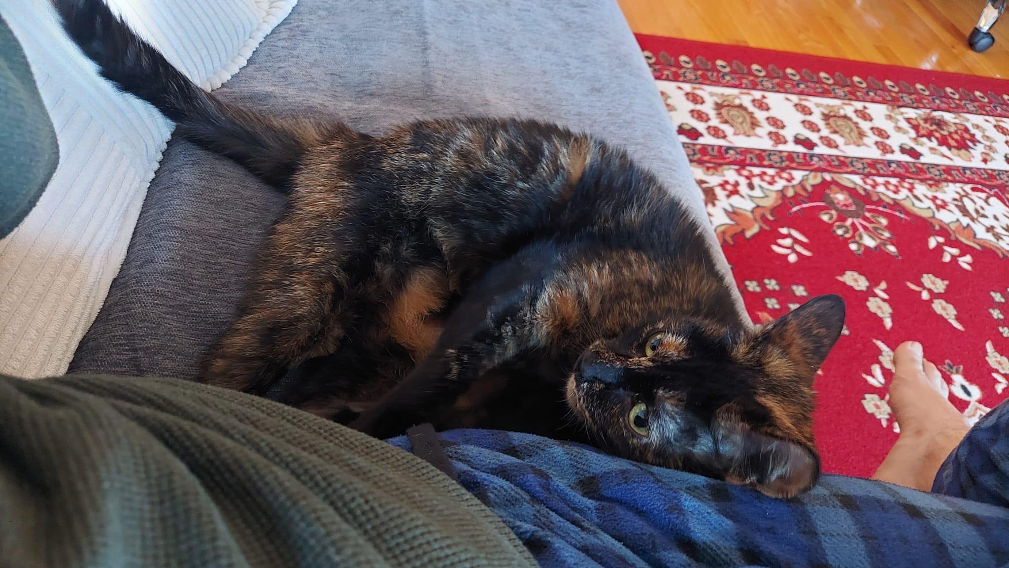 Daly, a Adoptable Domestic Short Hair in Brooklyn, NY image 2/4