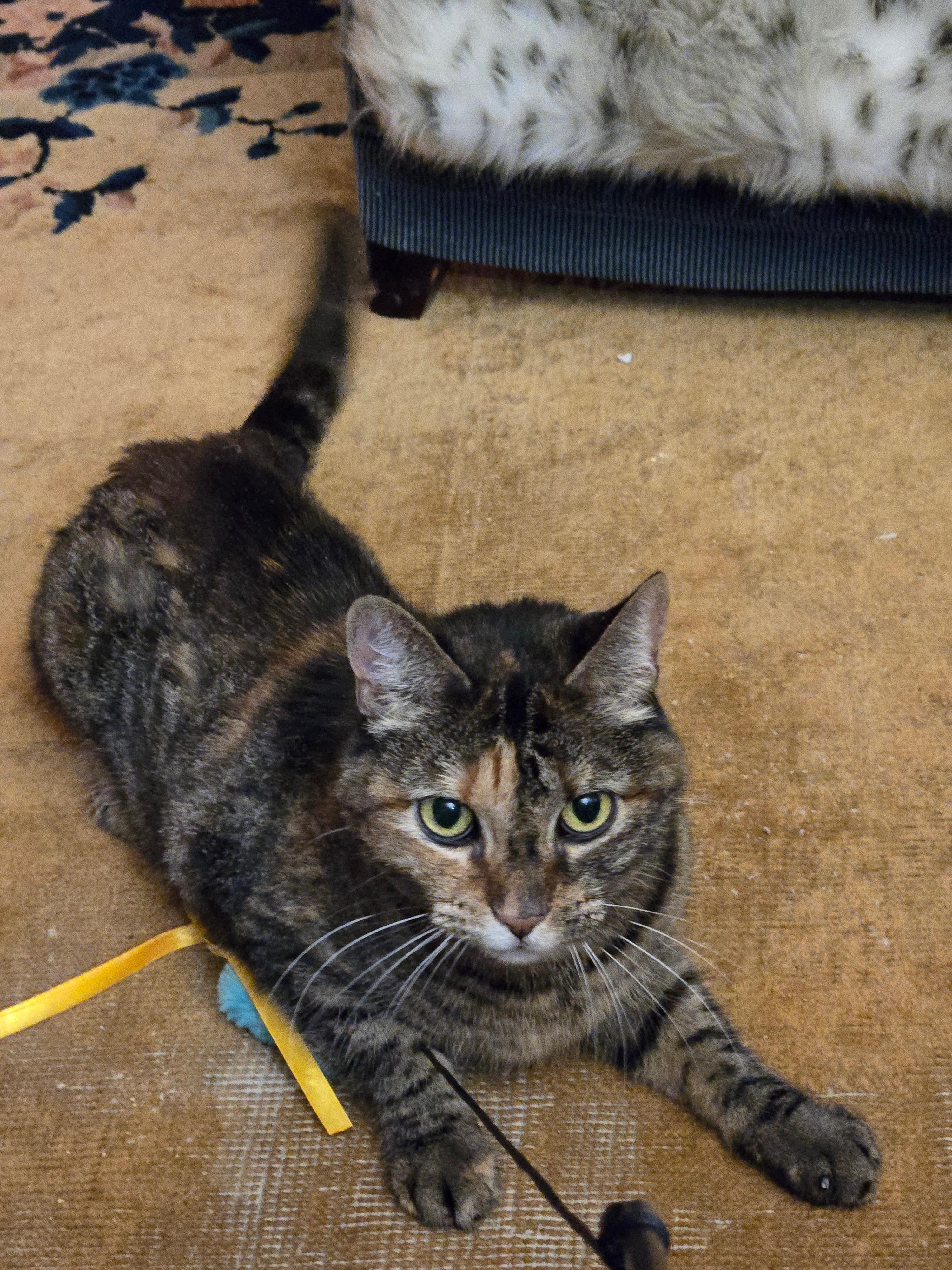 Daly, a Adoptable Domestic Short Hair in Brooklyn, NY image 3/4