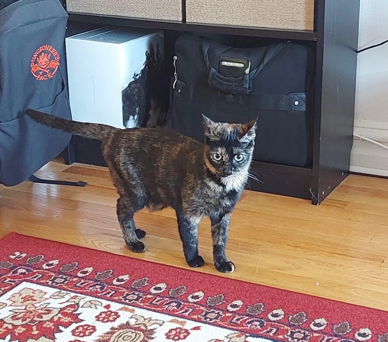 Daly, Adoptable, Adult Female Domestic Short Hair.