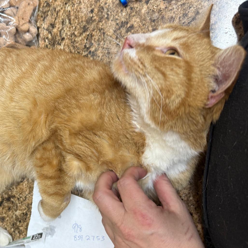 Sweet Potatoe, Adoptable, Kitten Male American Shorthair & American Shorthair.