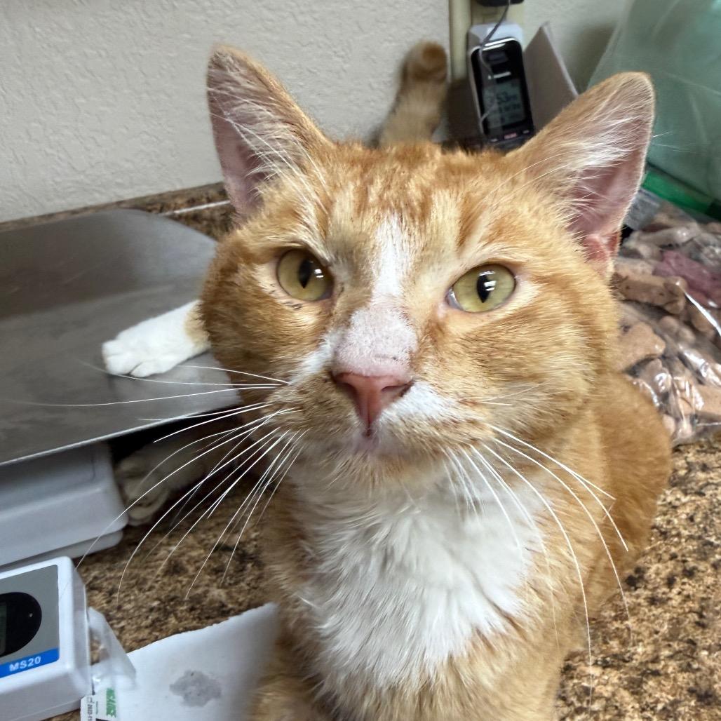 Enlarge Sweet Potatoe, a Adoptable mixed breed in Collinsville , OK image 2/4